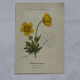 Botanical panache naturalist engraving scientific lithograph plant flower