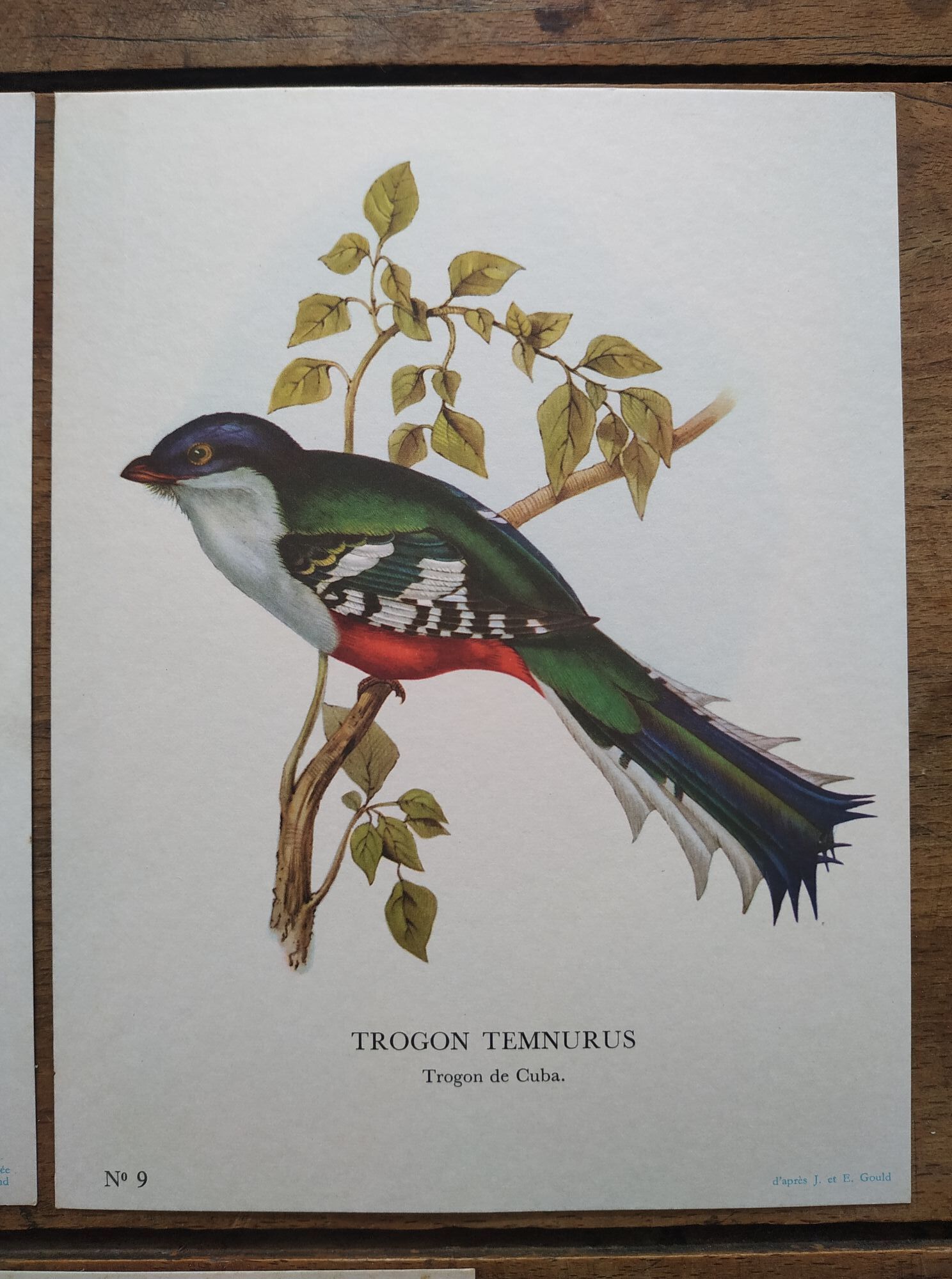 3 Bird Engravings The Magnificent Trogon of Cuba Trogon of Mexico