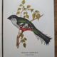 3 Bird Engravings The Magnificent Trogon of Cuba Trogon of Mexico