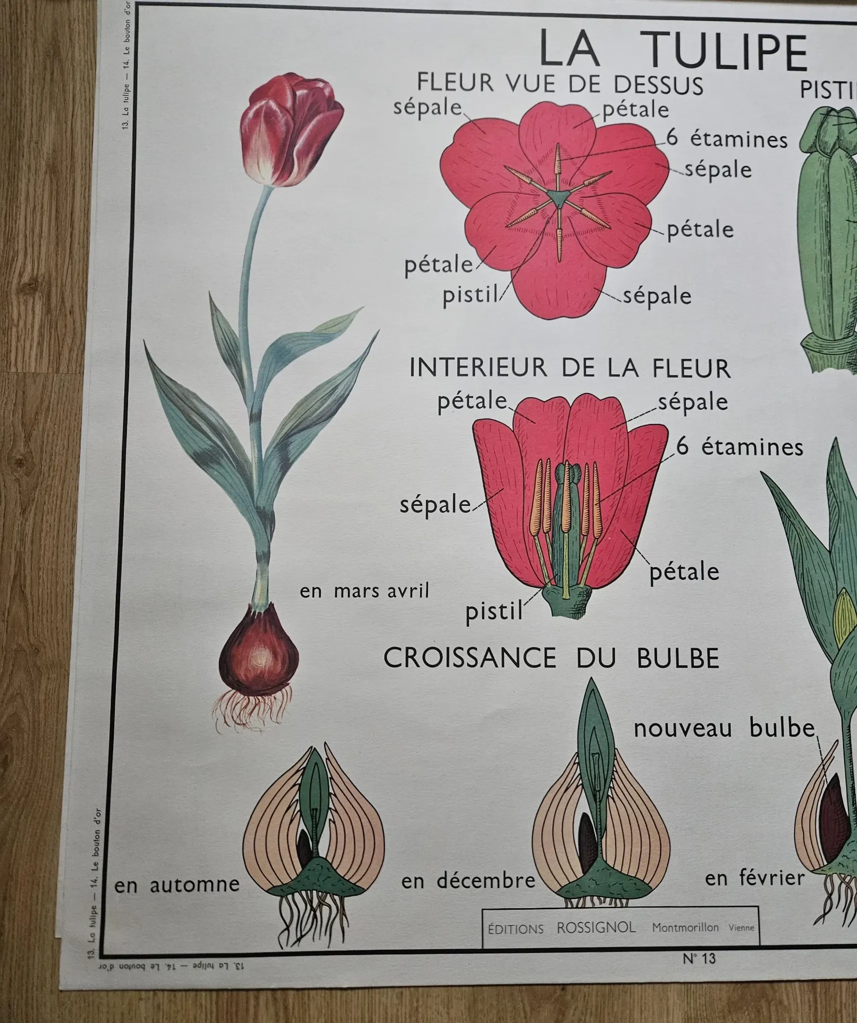 Large school poster The Buttercup and The Tulip Rossignol Editions