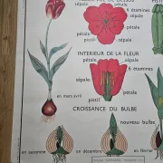 Large school poster The Buttercup and The Tulip Rossignol Editions