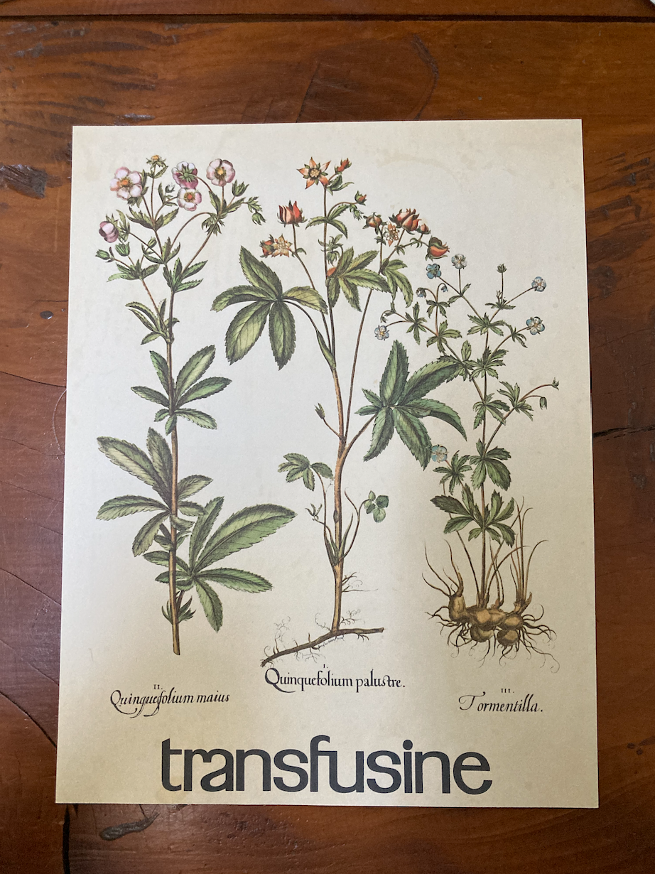 Affiche botanique la Quintefeuille et la Tormentille