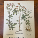 Affiche botanique la Quintefeuille et la Tormentille
