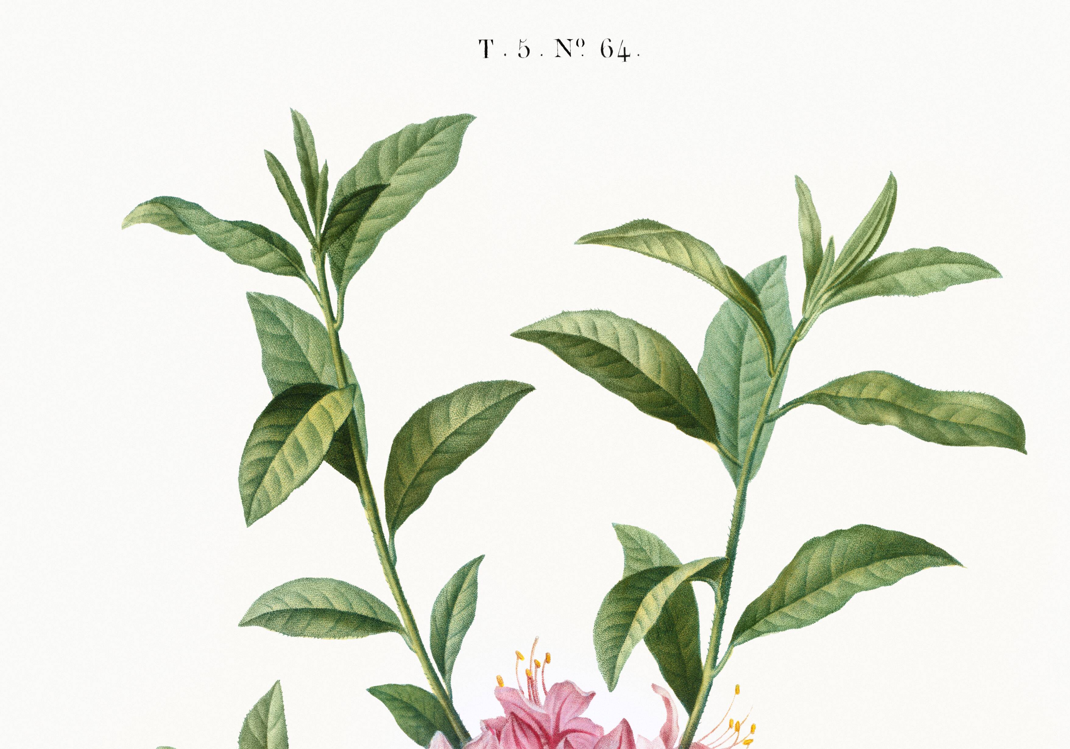 Poster of the pink-flowered Azalea, based on an old engraving from 1802.