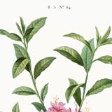 Poster of the pink-flowered Azalea, based on an old engraving from 1802.