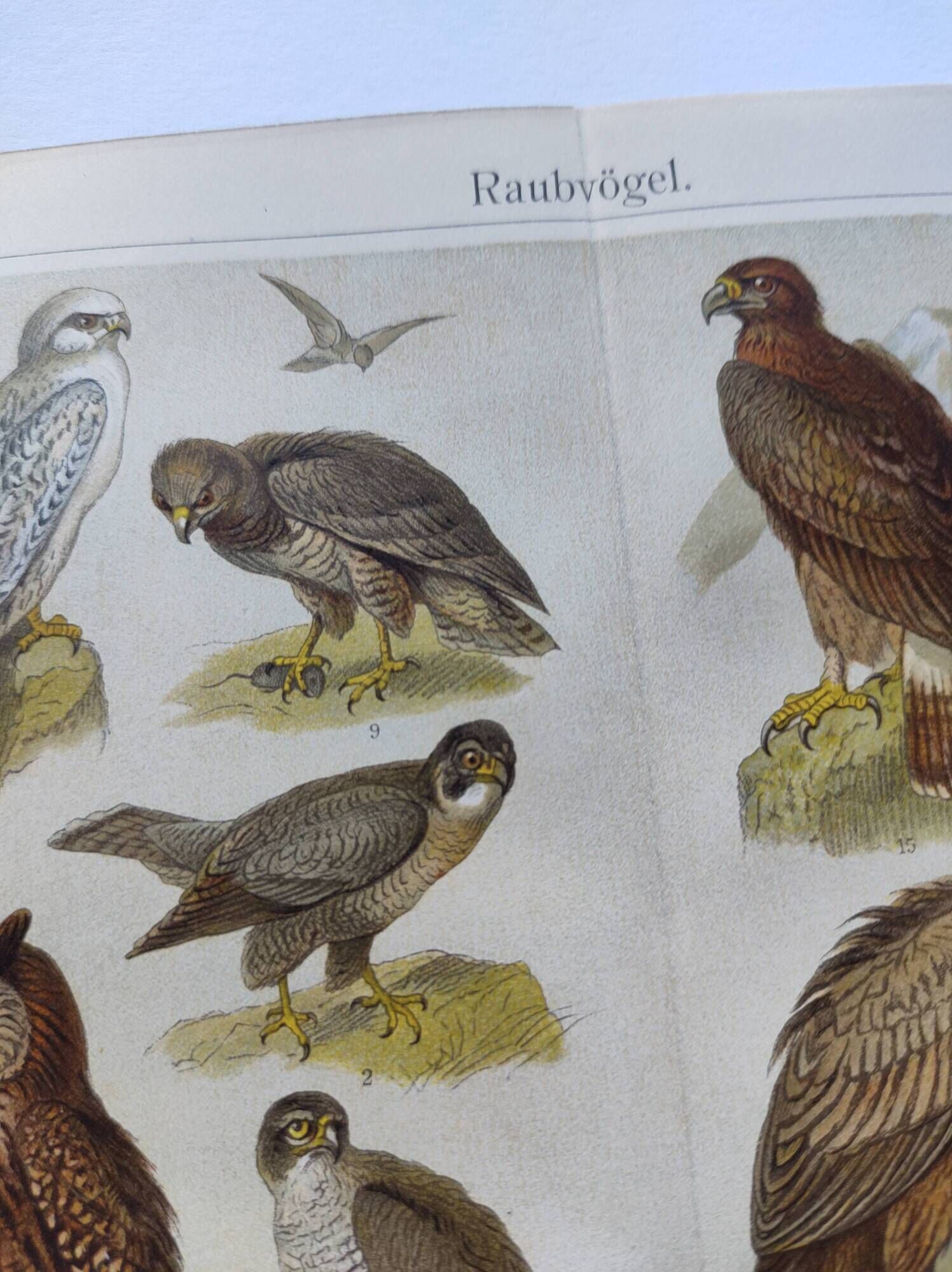 Ornithology plate from 1909 - Birds of prey - Old German zoological engraving