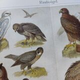 Planche ornithologie de 1909 - Oiseaux de proie - Gravure zoologique allemande ancienne