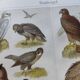 Ornithology plate from 1909 - Birds of prey - Old German zoological engraving