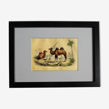 Original zoological plank "Dromadaire - Camel" Buffon 1840