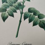 Original illustrated plate Bignone du Cap