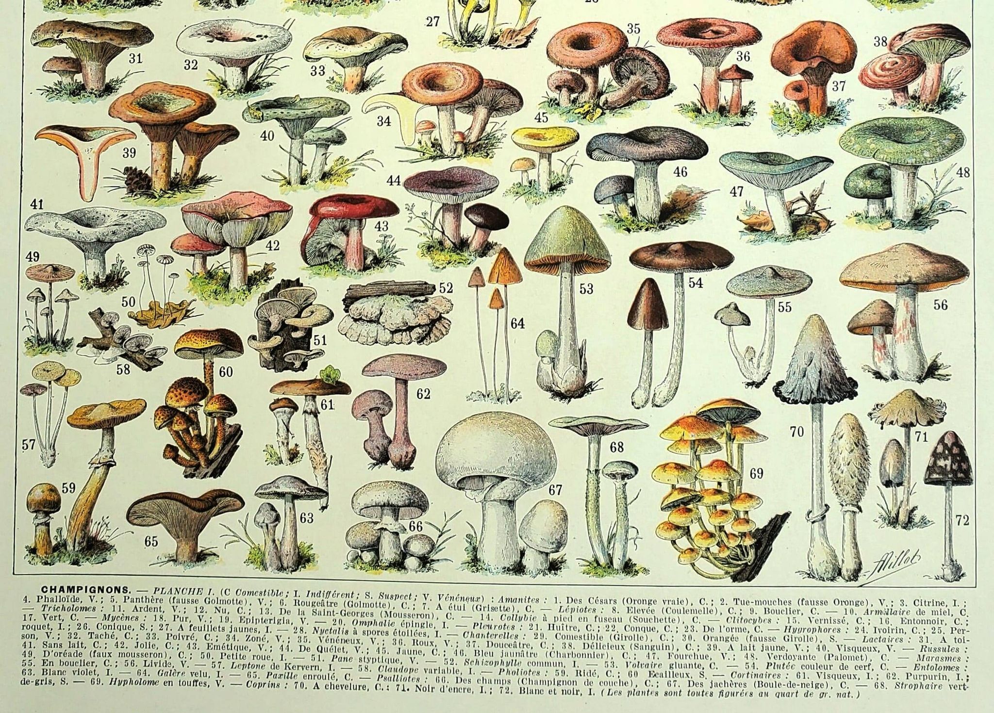 Botanical engraving 1928 A. Millot - Mushrooms 1, picking, mycology