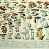 Botanical engraving 1928 A. Millot - Mushrooms 1, picking, mycology