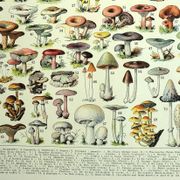 Botanical engraving 1928 A. Millot - Mushrooms 1, picking, mycology