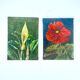 2 botanical paintings