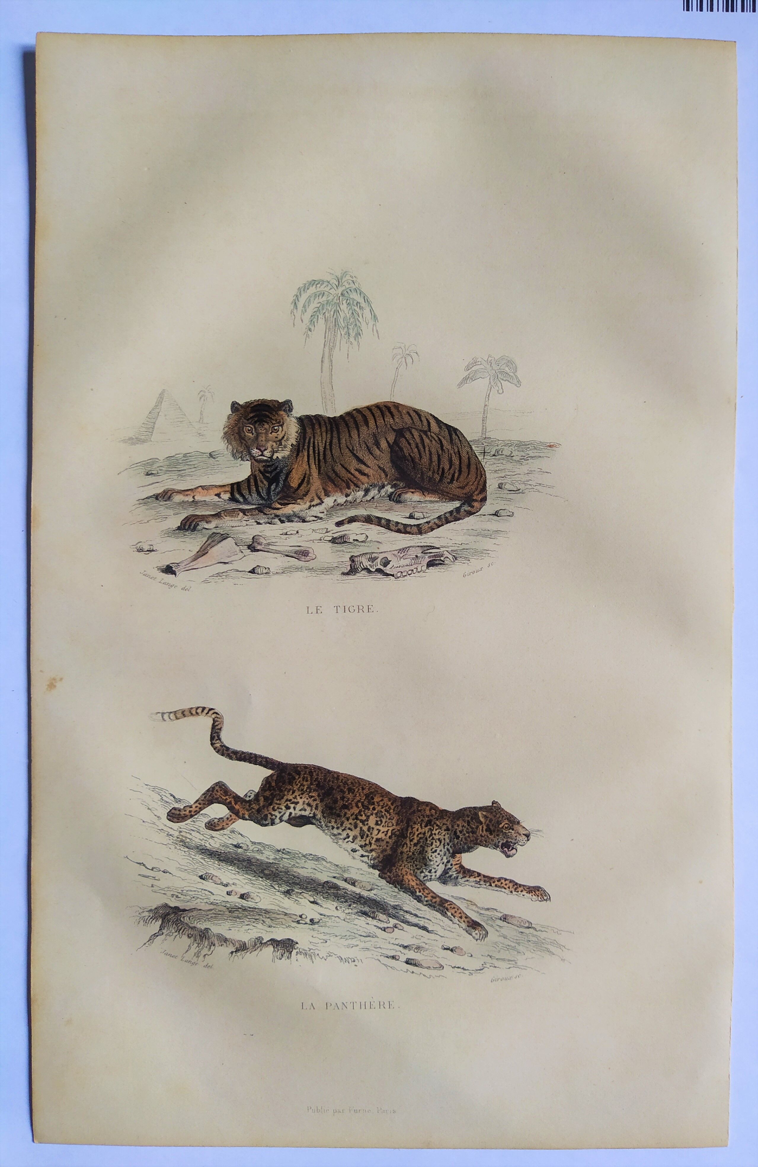 ORIGINAL ZOOLOGICAL PLATE OF 1839 " Tiger & Panther "