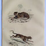 ORIGINAL ZOOLOGICAL PLATE OF 1839 " Tiger & Panther "