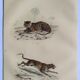 ORIGINAL ZOOLOGICAL PLATE OF 1839 " Tiger & Panther "