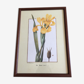 Reproduction P J redoute "iris monnieri" sous verre cadre bois