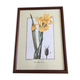 Reproduction P J redoute "iris monnieri" sous verre cadre bois