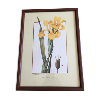 Reproduction P J redoute "iris monnieri" sous verre cadre bois