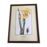 Reproduction PJ redoute "iris monnieri" under glass wooden frame