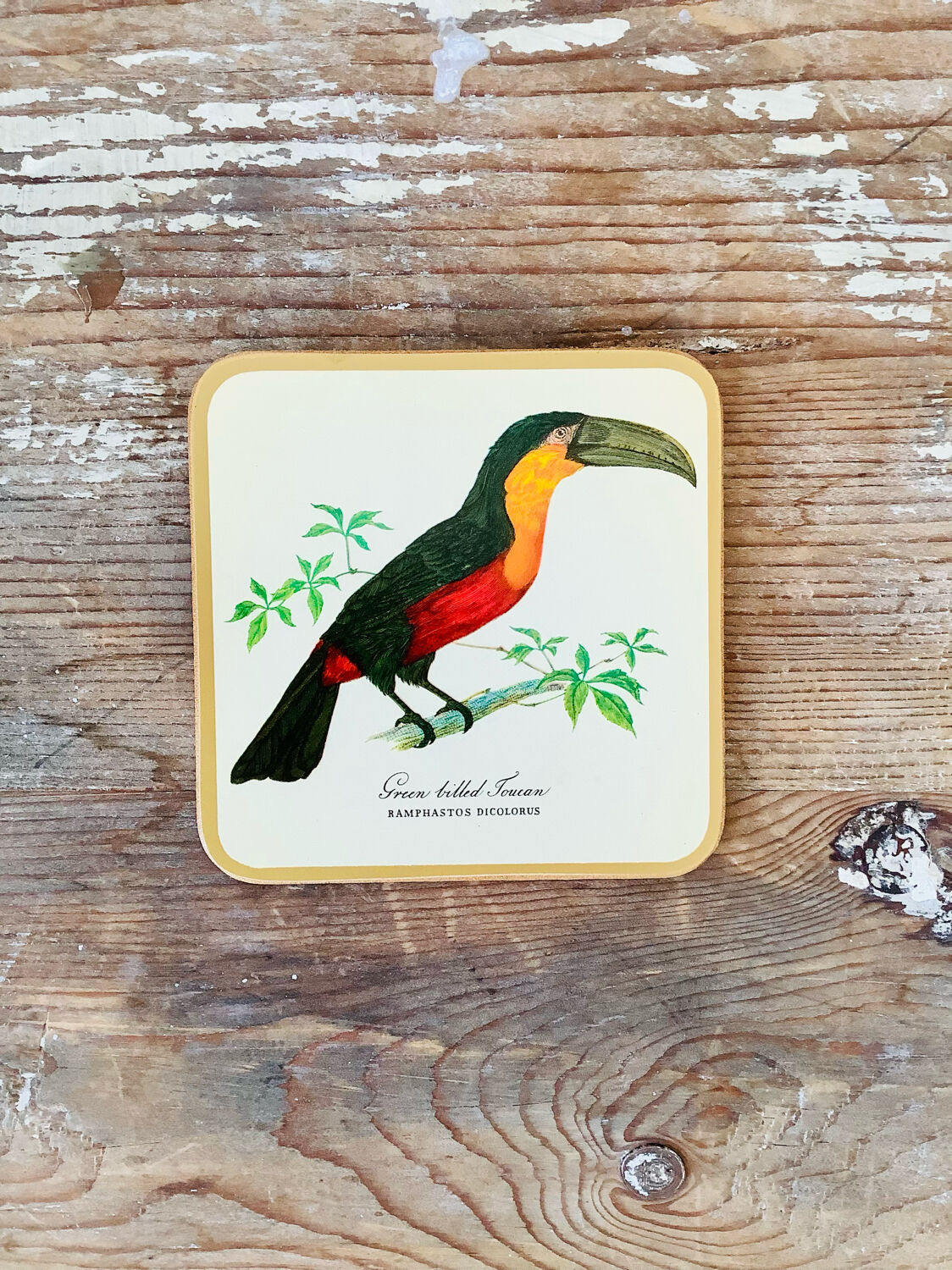 Box of 6 coasters bird motif