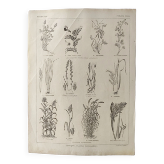 Gravure ancienne • Plante de fourrage • Affiche originale de 1922