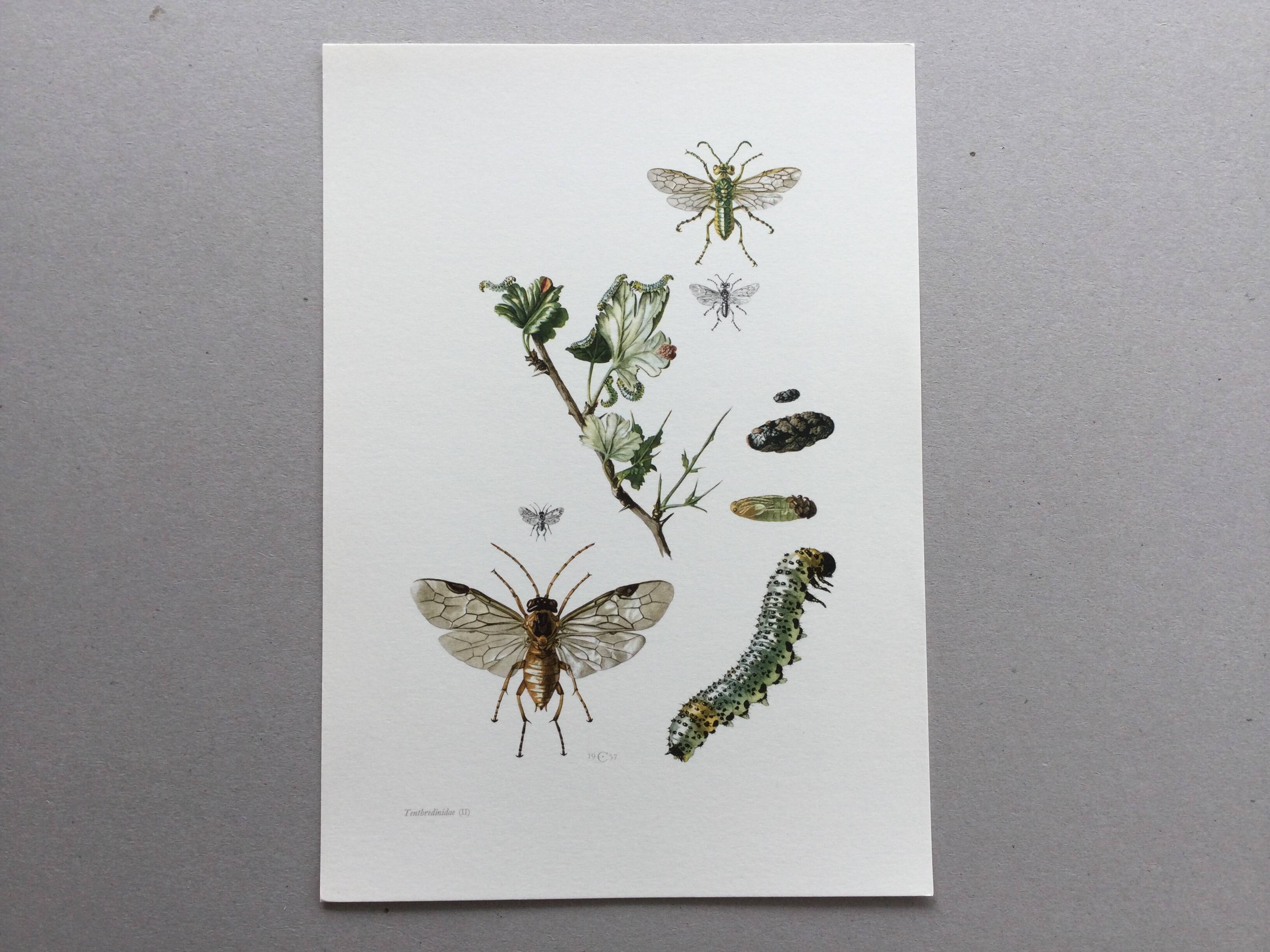 Antique illustration "insects", Vintage print, 1960s