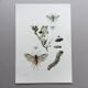 Antique illustration "insects", Vintage print, 1960s