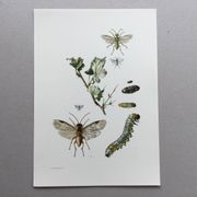 Antique illustration "insects", Vintage print, 1960s