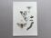 Antique illustration "insects", Vintage print, 1960s