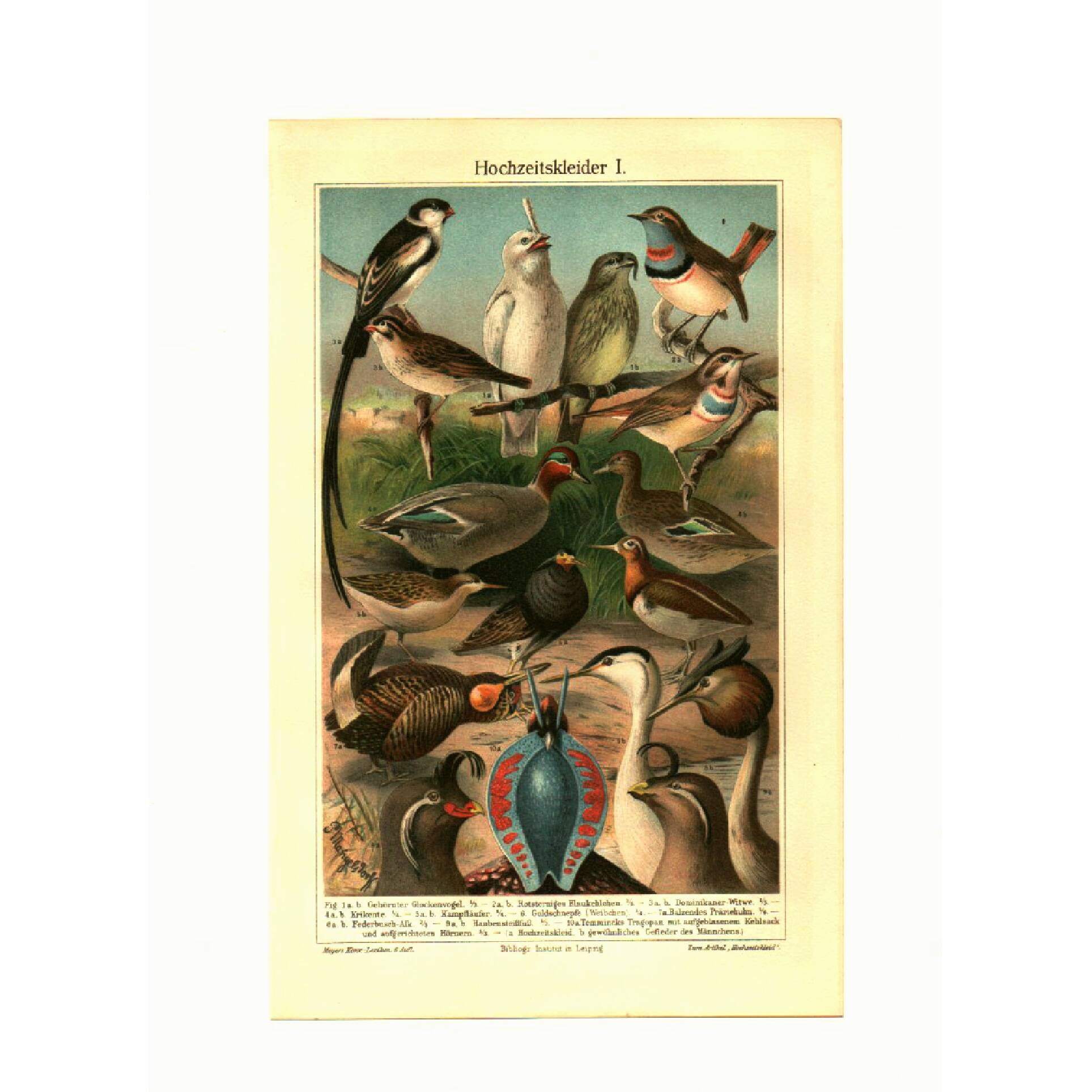 Old engraving from 1904 - Birds in breeding plumage - illustration