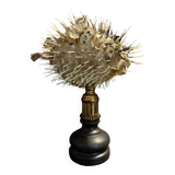 Cabinet of Curiosities naturalized fish diodon holocanthus on base