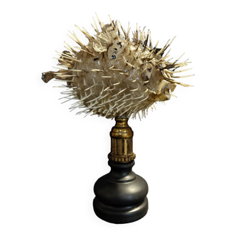 Cabinet of Curiosities naturalized fish diodon holocanthus on base
