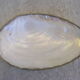 Caviar mother-of-pearl shell