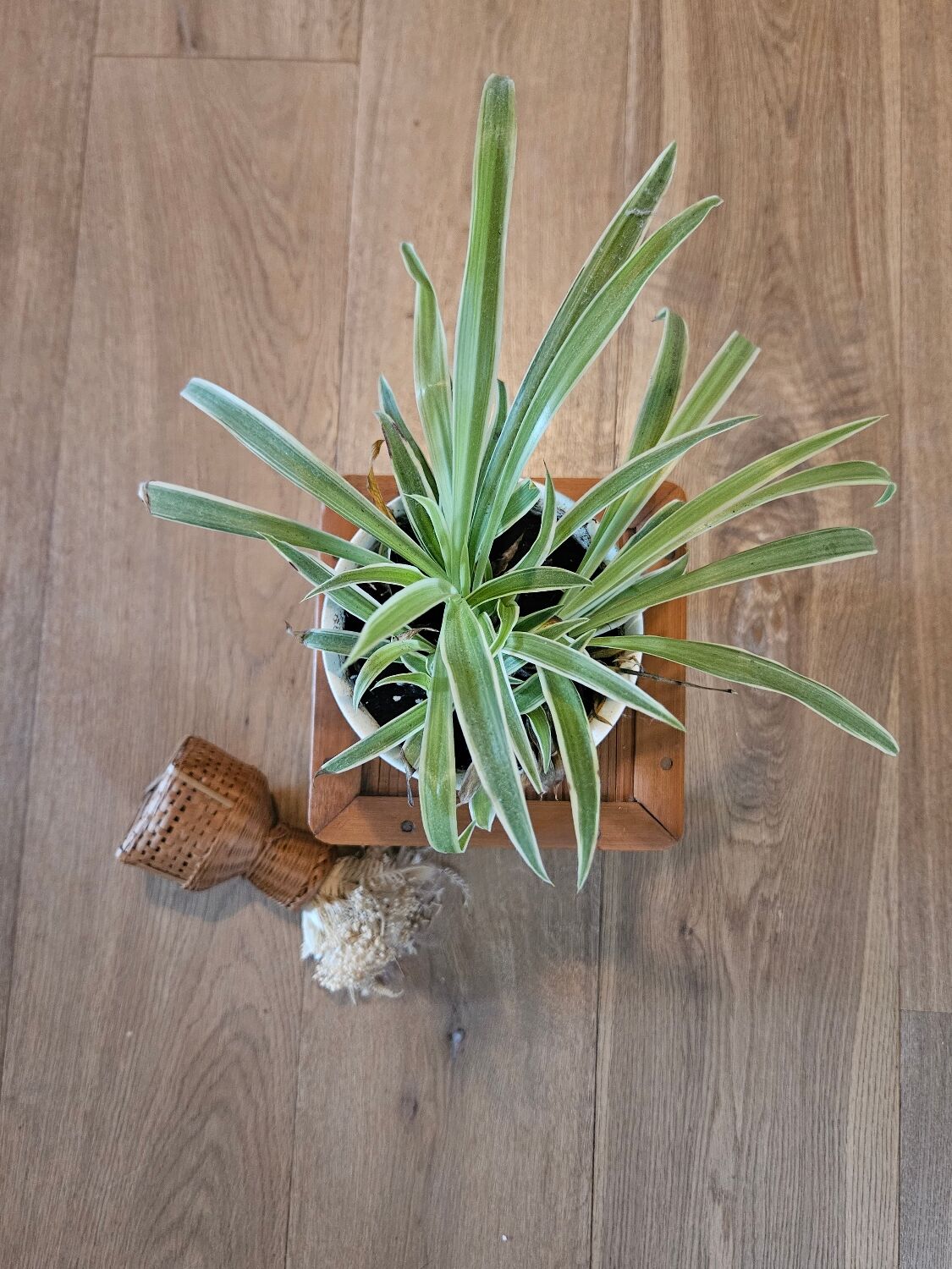 Low rattan seat for plants