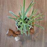 Sellette basse en rotin pour plantes