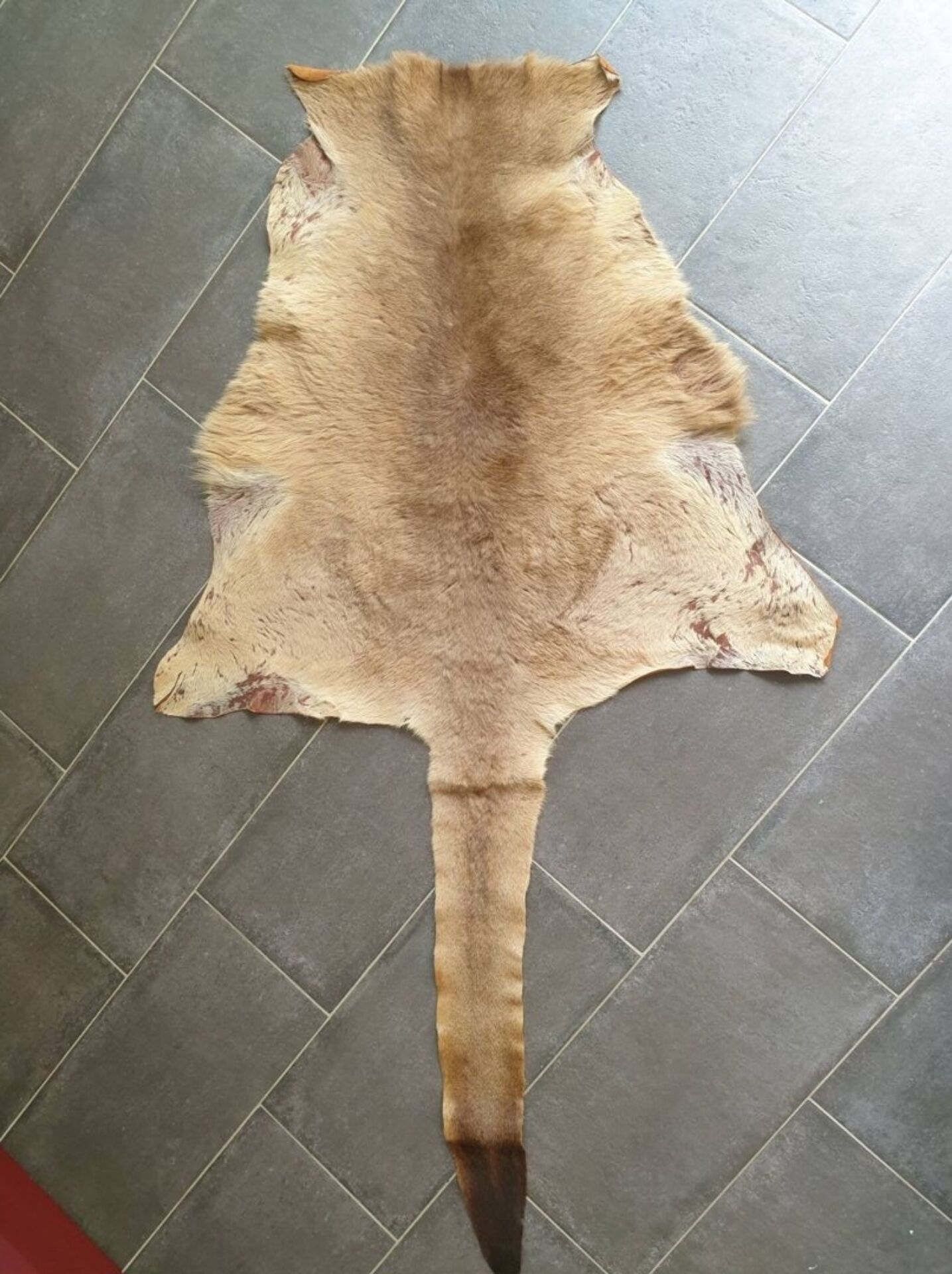 Kangaroo skin Curiosity cabinet