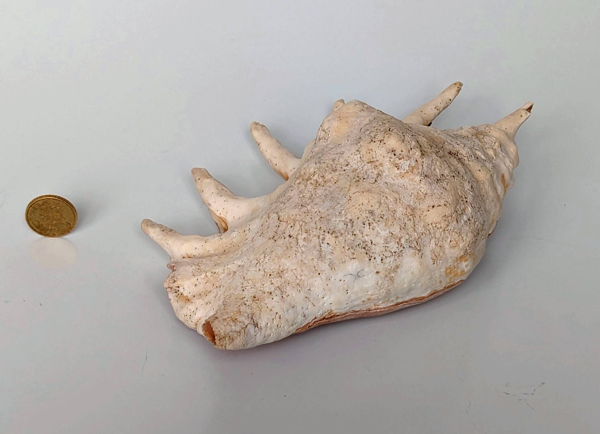 Large pink shell - Large Lambis - Strombidae - Lambis Truncata with 7 digitizations