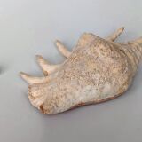 Large pink shell - Large Lambis - Strombidae - Lambis Truncata with 7 digitizations