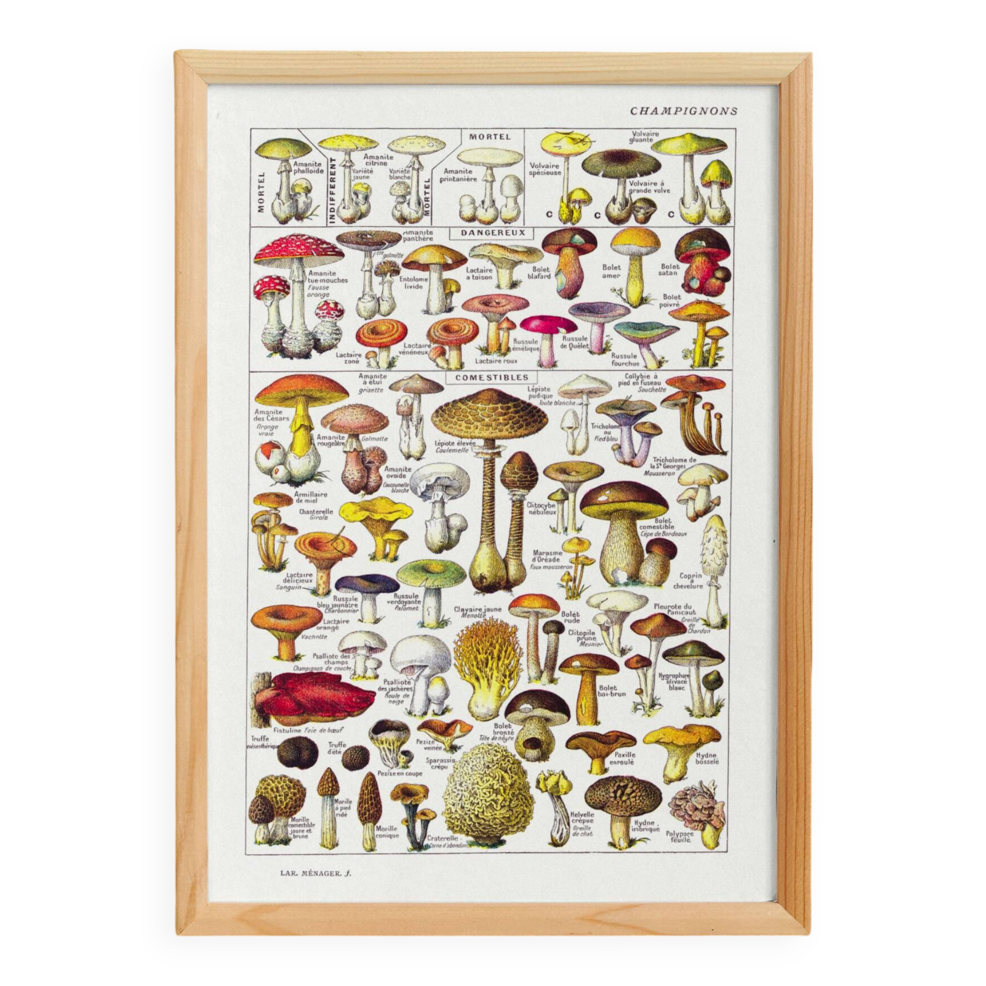 Mushroom poster, based on a 1920 lithograph