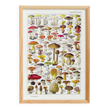 Mushroom poster, based on a 1920 lithograph