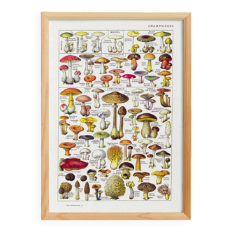 Mushroom poster, based on a 1920 lithograph