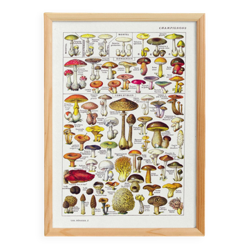 Affiche sur les champignons, d'après une lithographie de 1920