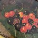 Huile sur toile nature morte aux cerises 19eme