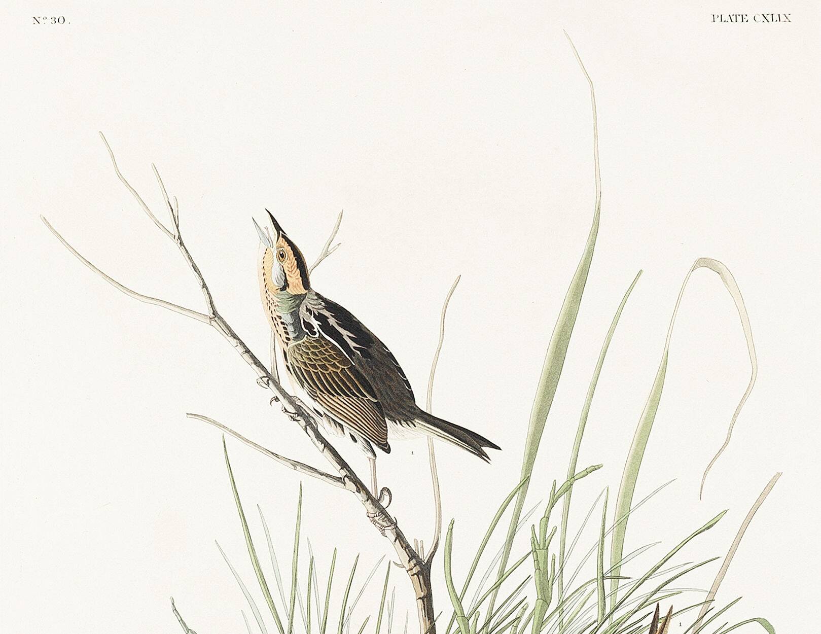 Poster about the Long-tailed Bunting, after an old engraving from 1827.