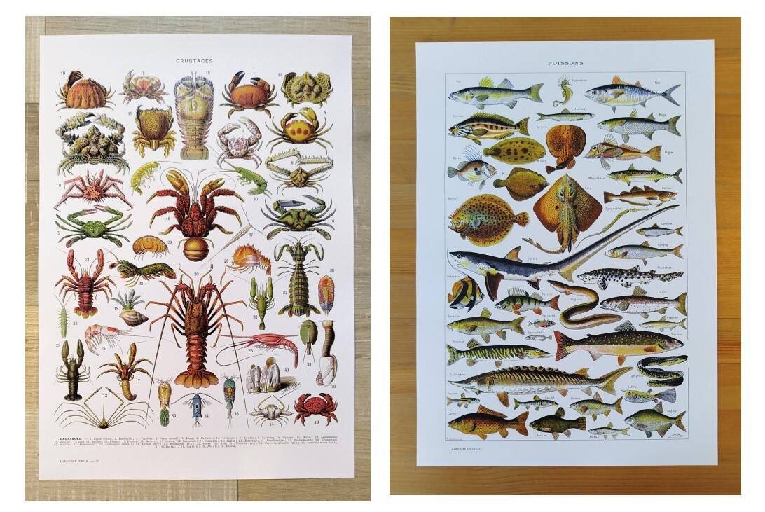 Set of two posters on crustaceans and fish