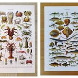 Lot de deux affiches sur les crustacés et les poissons
