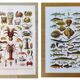 Set of two posters on crustaceans and fish