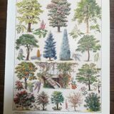 Lithograph on garden trees "locust"